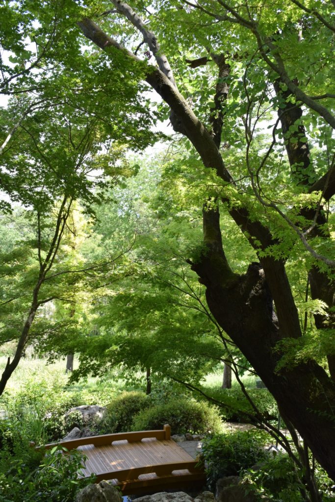 Alla Scoperta dell’Orto Botanico di Roma