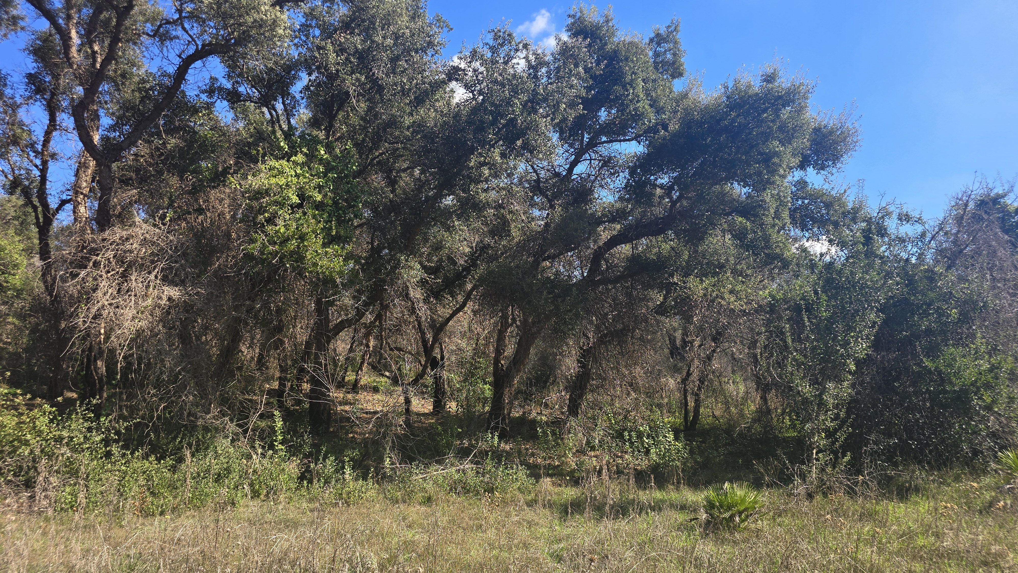 La pelle degli alberi: Facile escursione botanica esperienziale nella R.N.R. Sughereta di Pomezia