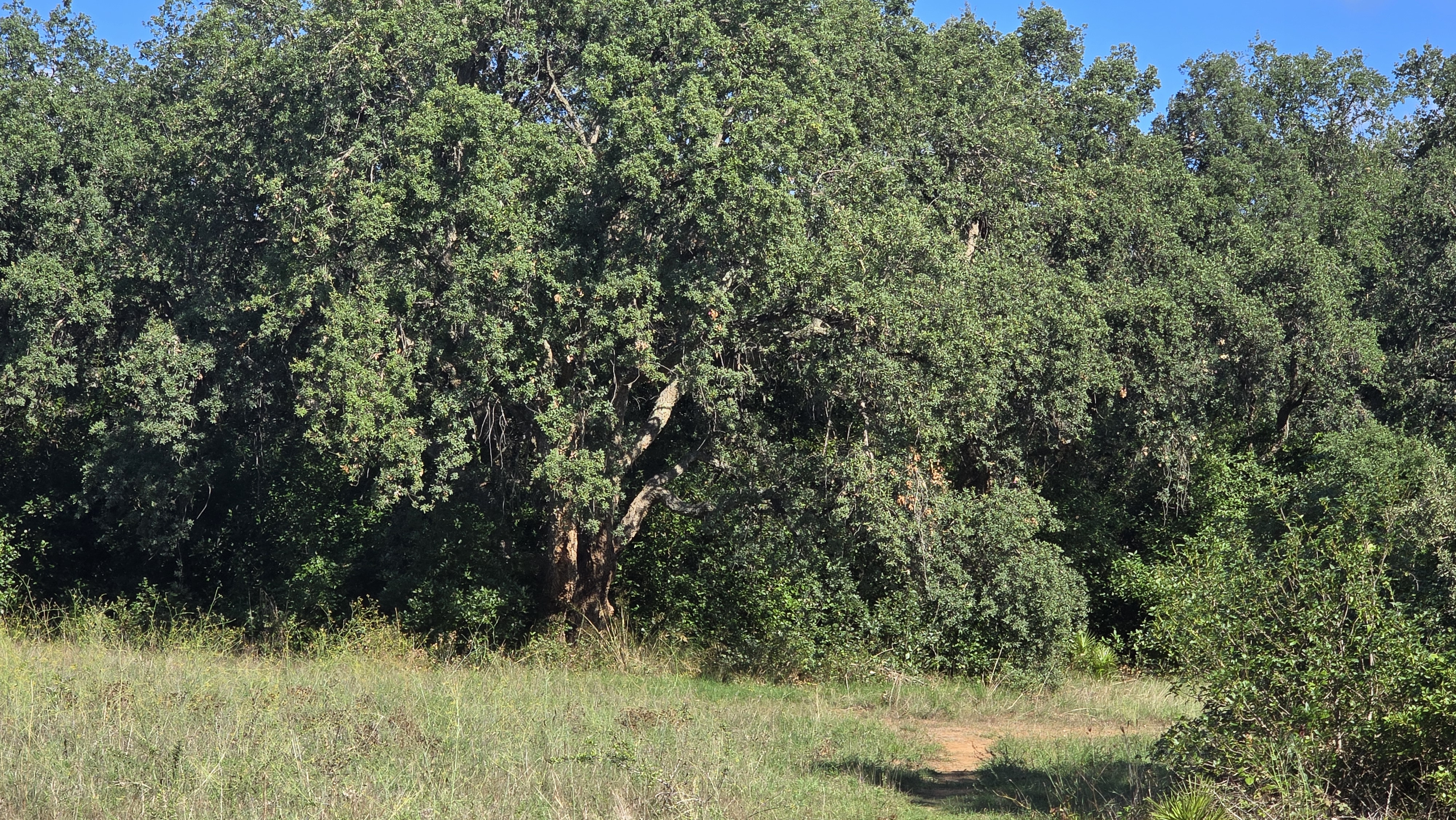 La pelle degli alberi: Facile escursione botanica esperienziale nella R.N.R. Sughereta di Pomezia